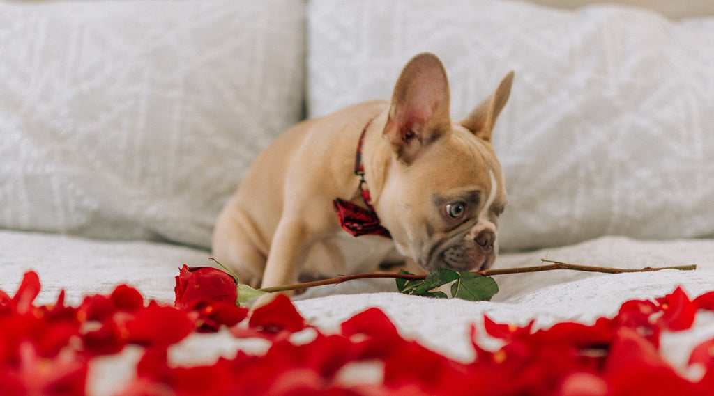 5 Dog Valentine's Day Dates That Won't Break The Bank