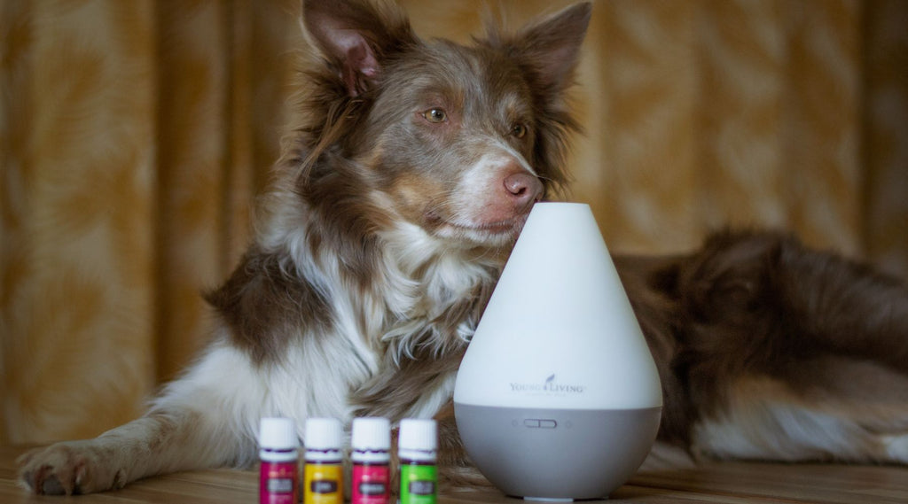 Aromatherapy For Anxious Dogs