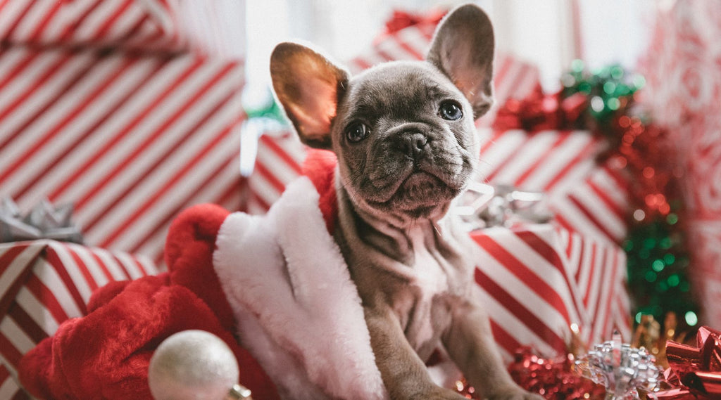 How To Choose The Perfect Dog Christmas Gift