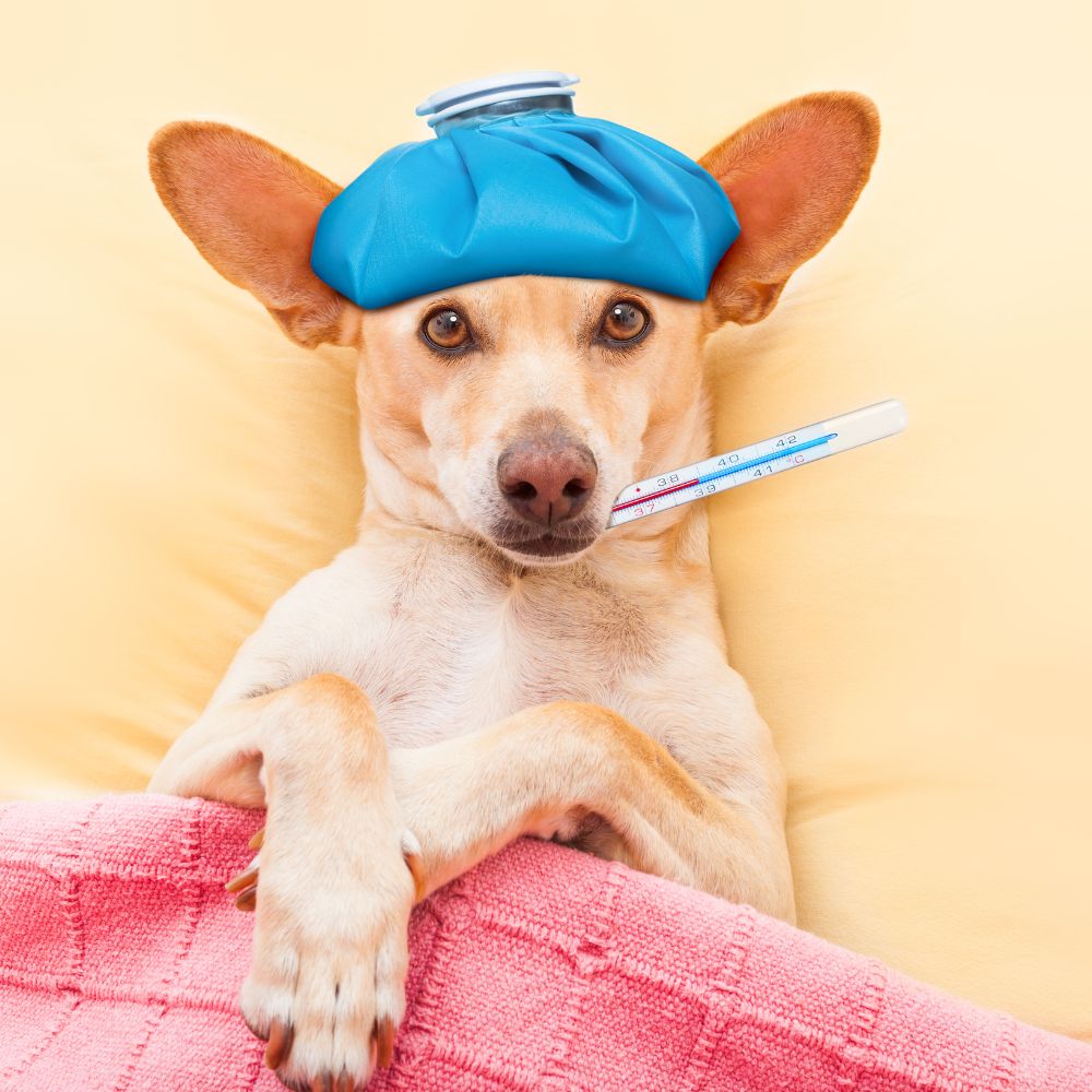 Get well soon dog treats clearance