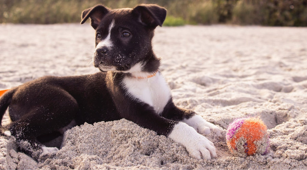 Keeping Your Pup Playful: The Best Toys for Your Furry Friend