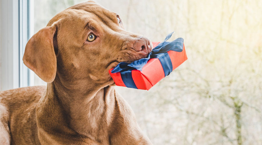 The Perfect Gift For Dog Lovers In Four Fun Steps
