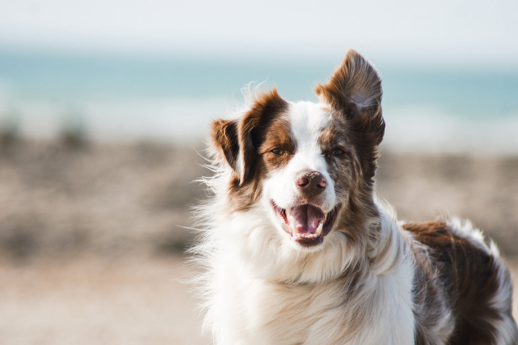 Limited Edition Summertime Dog Gifts Your Dog Will Bark About