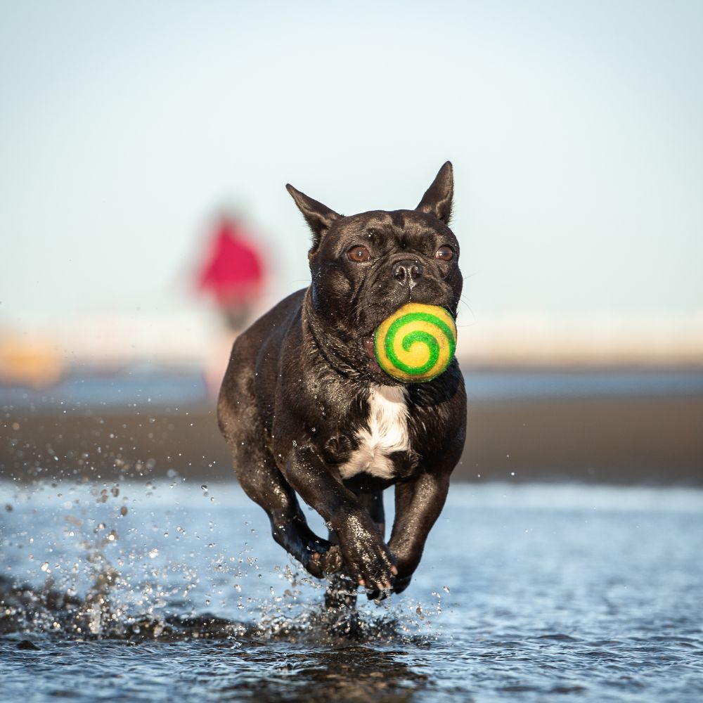 dog playing with eco friendly dog toy