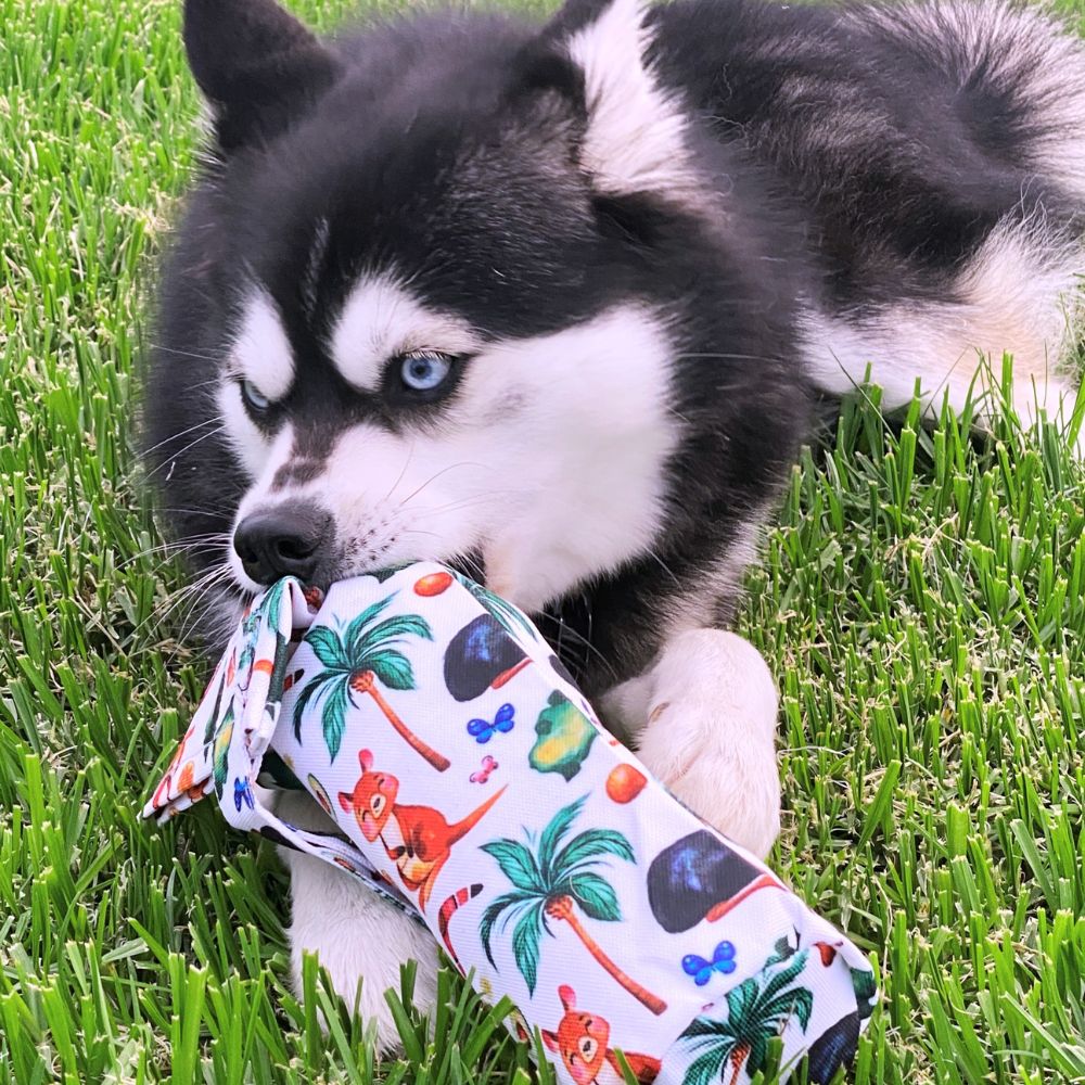 dog playing with eco friendly dog toy