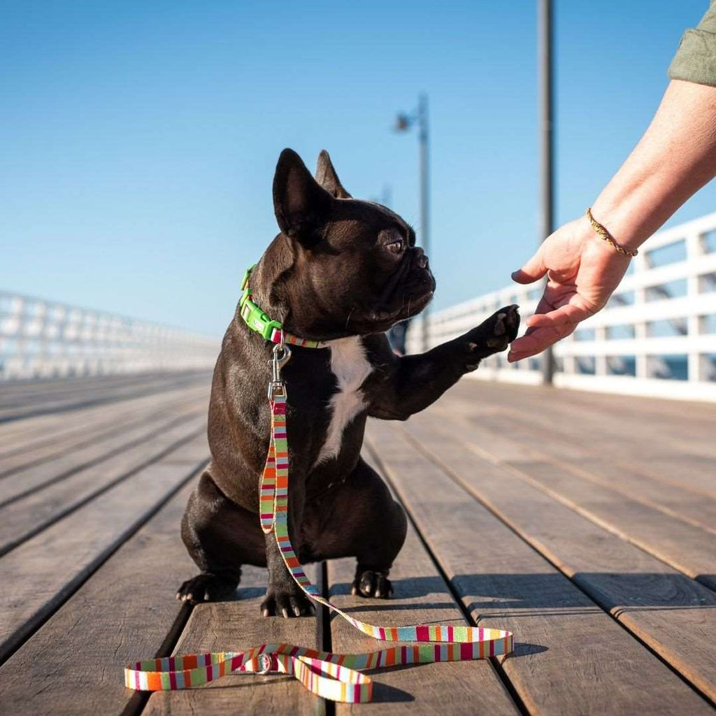 dog wearing Doggy Eco dog leash bright colours made from recycled plastic bottles